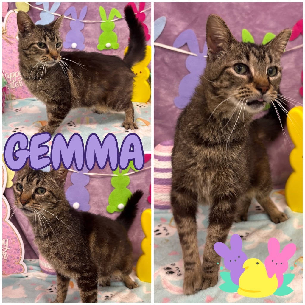 Gemma