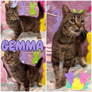 Gemma, Adult Female unknown