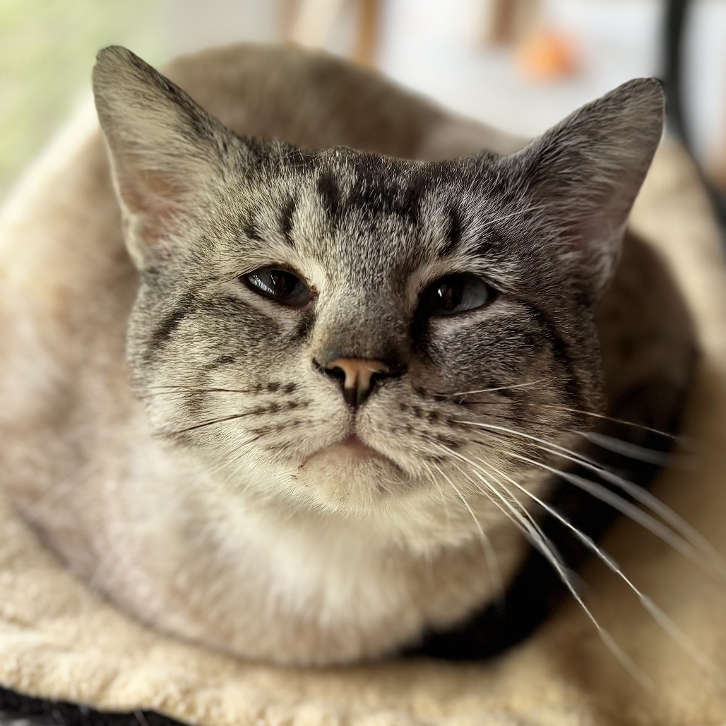 Simon