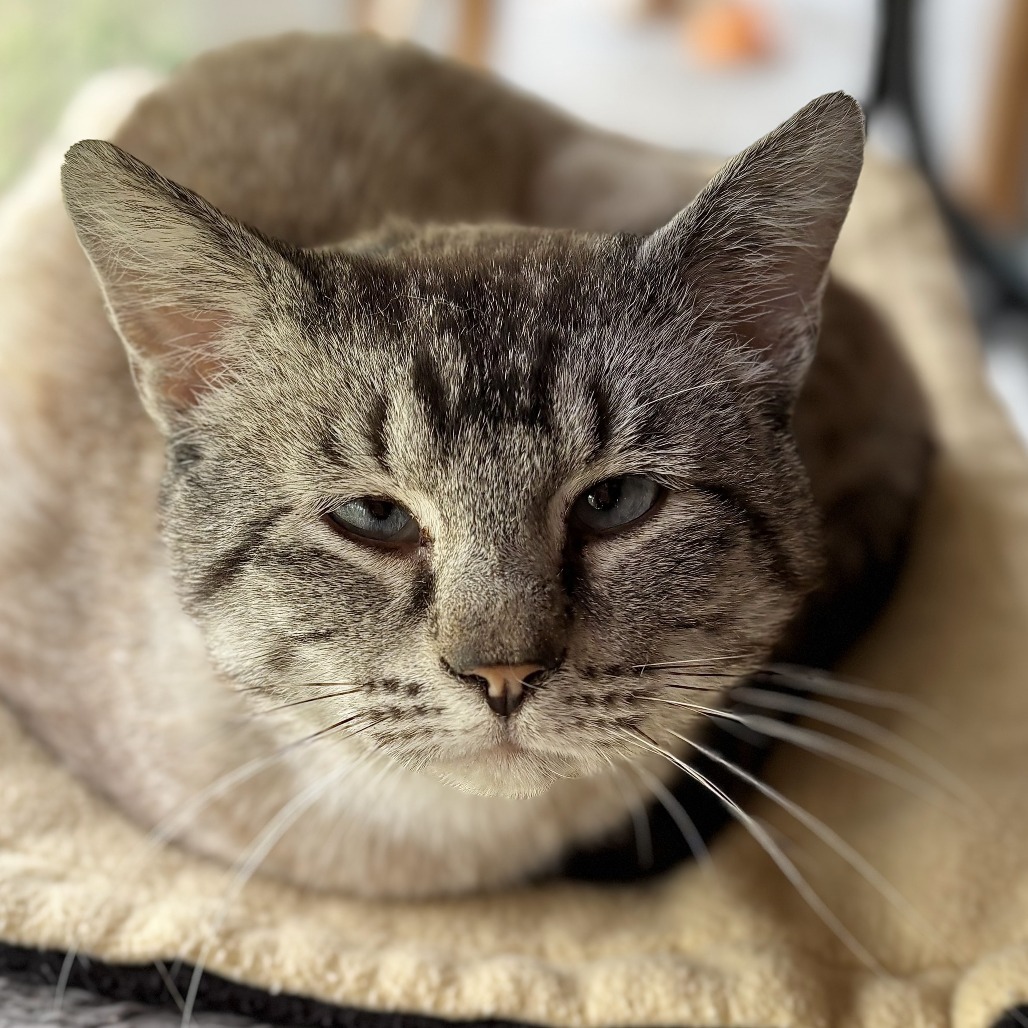 Simon