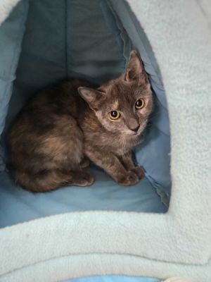 Avon, Young Female Domestic Short Hair
