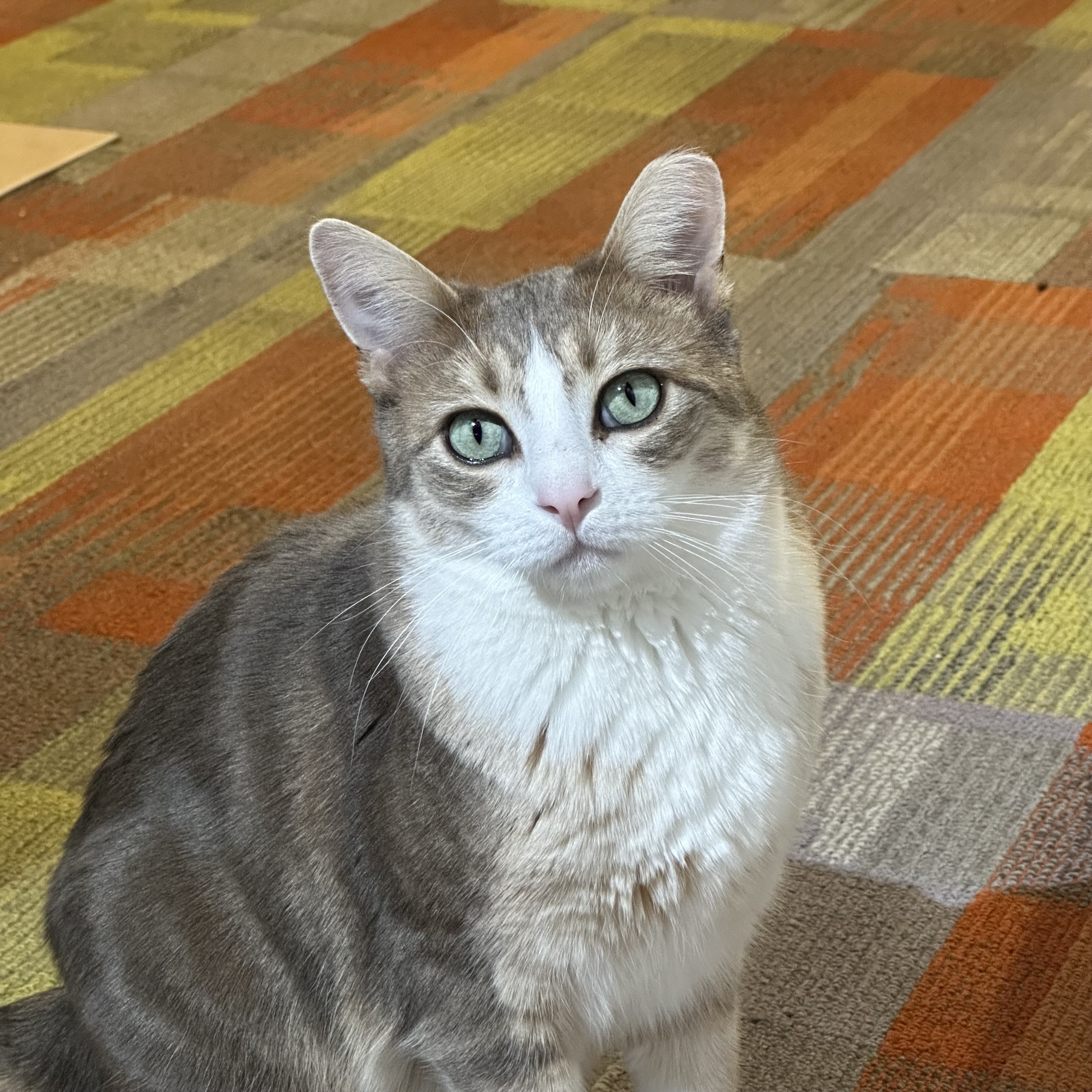 Chamisa, an adoptable Domestic Short Hair in Santa Fe, NM, 87501 | Photo Image 1