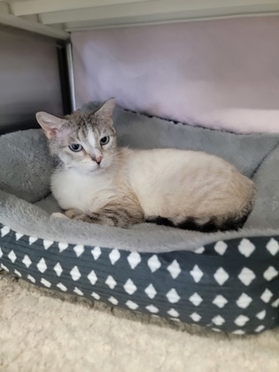 Maria Working Cat, an adoptable Siamese, Domestic Short Hair in Fergus Falls, MN, 56537 | Photo Image 1