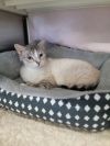 Maria Working Cat photo 1