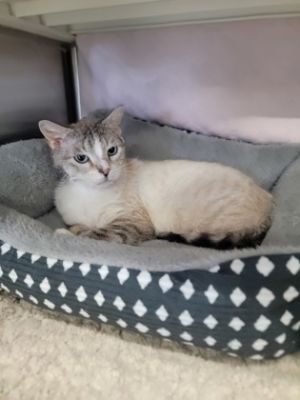 Maria Working Cat, Adult Female Siamese