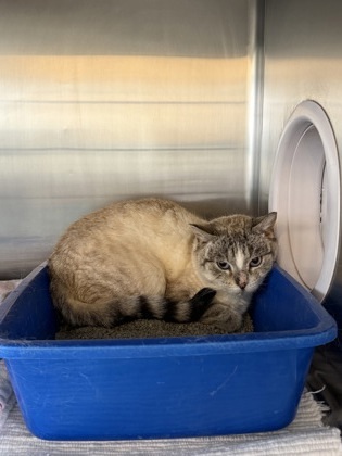 Maria Working Cat, an adoptable Siamese, Domestic Short Hair in Fergus Falls, MN, 56537 | Photo Image 2