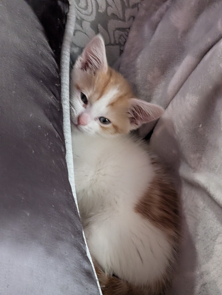 Penny & Peanut