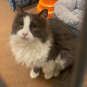 Im Julie I was found when I was VERY pregnant and I gave birth to 8yes 8 kittens I was