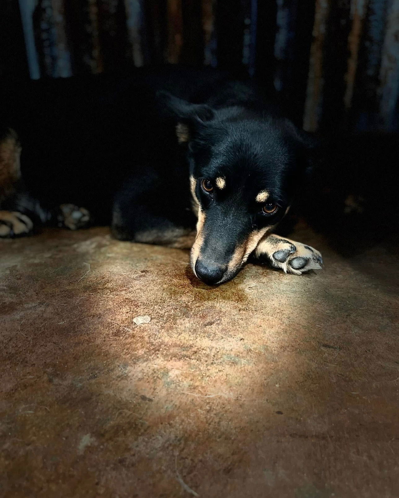 Bonnie