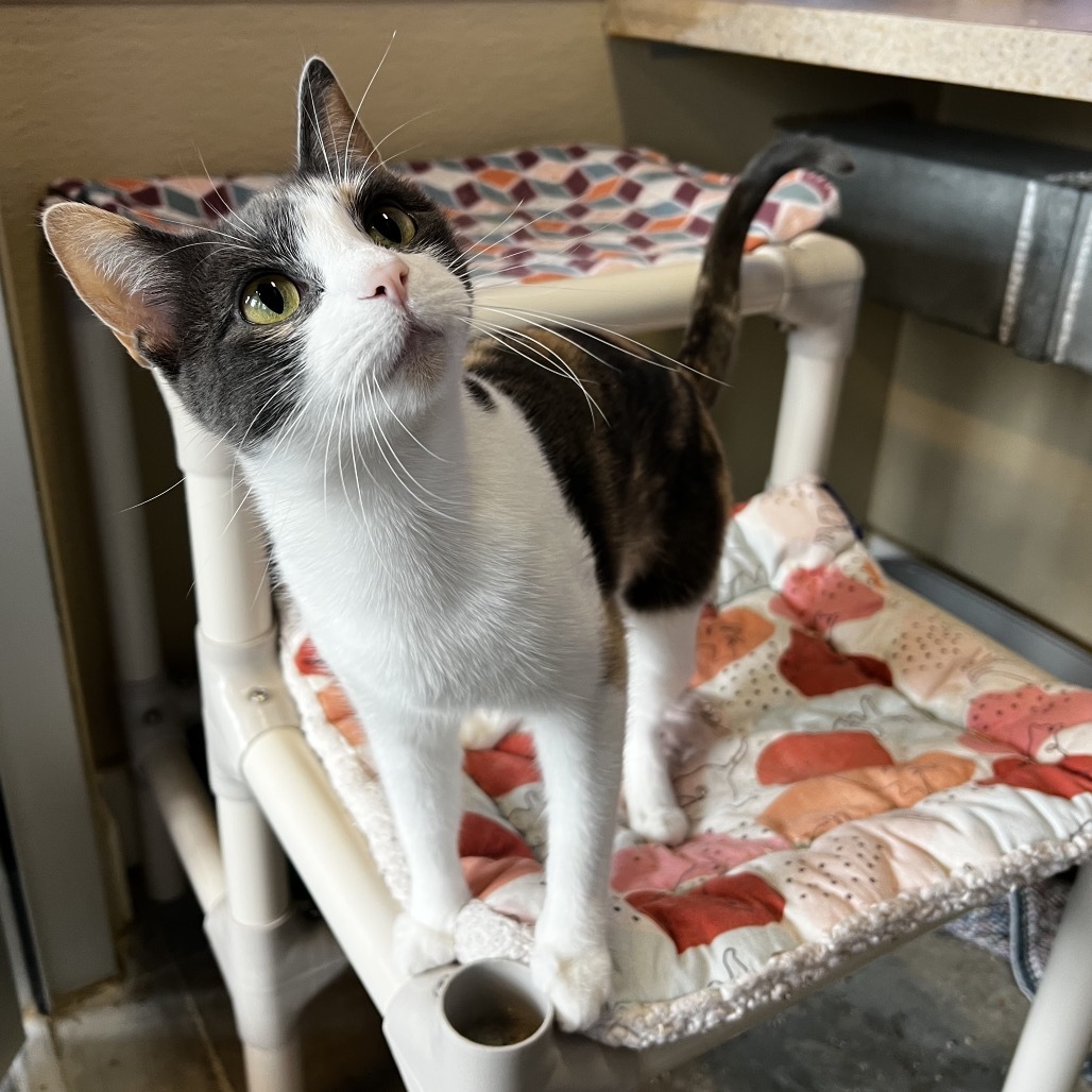 Medusa, an adoptable Domestic Short Hair in Mankato, MN, 56001 | Photo Image 1