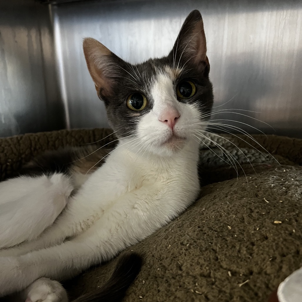 Medusa, an adoptable Domestic Short Hair in Mankato, MN, 56001 | Photo Image 4