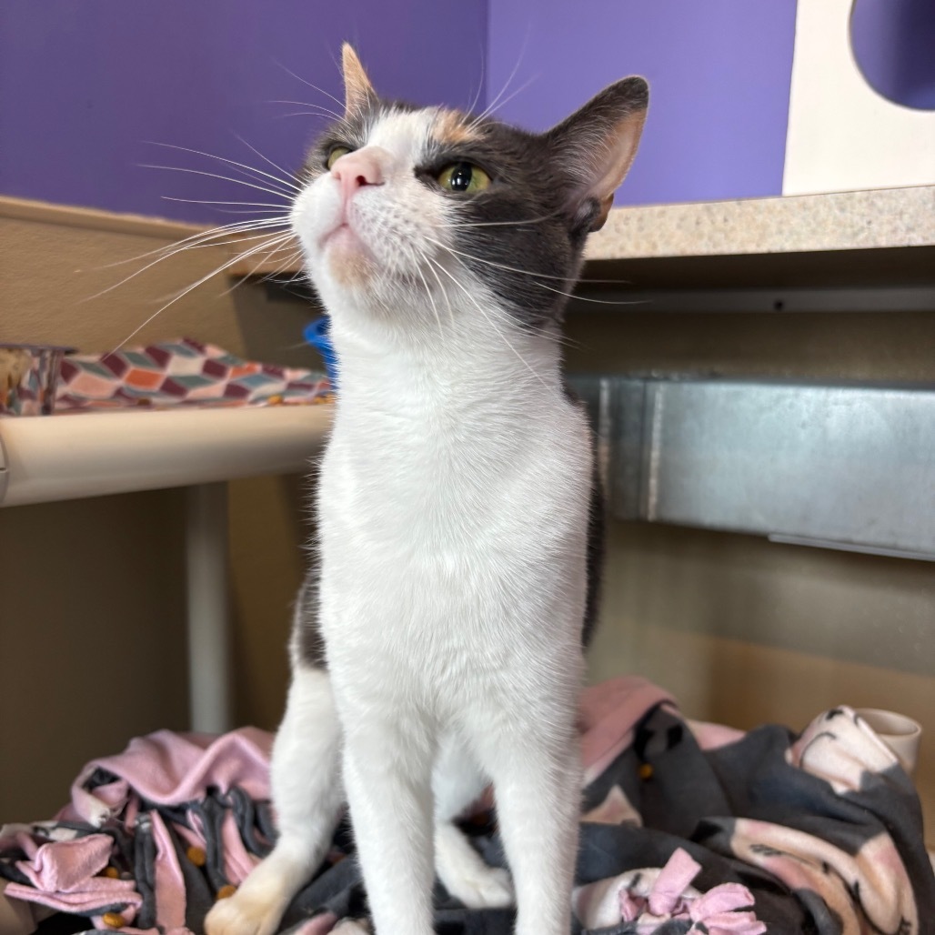 Medusa, an adoptable Domestic Short Hair in Mankato, MN, 56001 | Photo Image 5