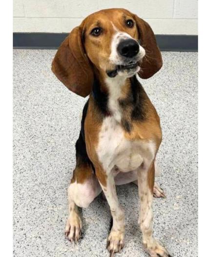 Wishbone, an adoptable Treeing Walker Coonhound, Mixed Breed in Caldwell, ID, 83607 | Photo Image 2