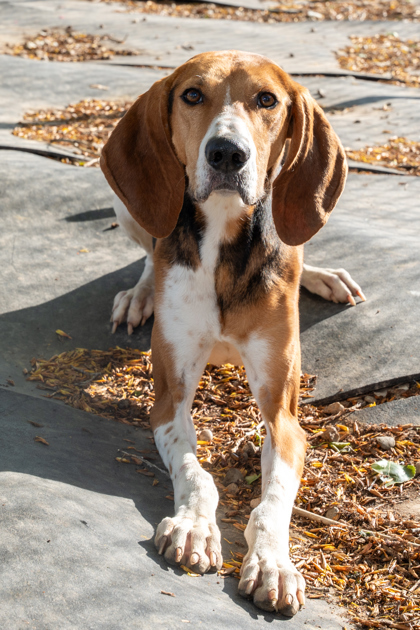 Wishbone, an adoptable Treeing Walker Coonhound, Mixed Breed in Caldwell, ID, 83607 | Photo Image 3