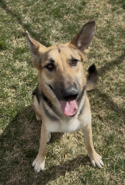 Cara, an adoptable German Shepherd Dog, Mixed Breed in Caldwell, ID, 83607 | Photo Image 1