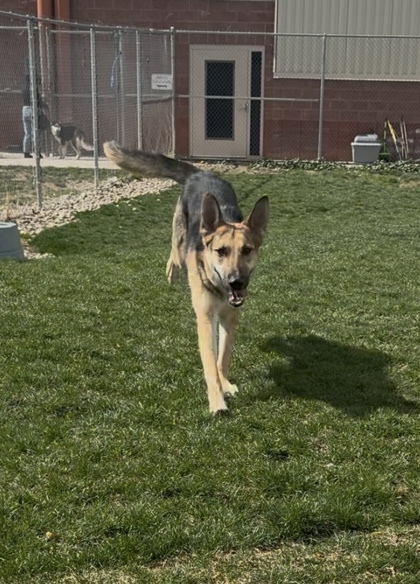 Cara, an adoptable German Shepherd Dog, Mixed Breed in Caldwell, ID, 83607 | Photo Image 2