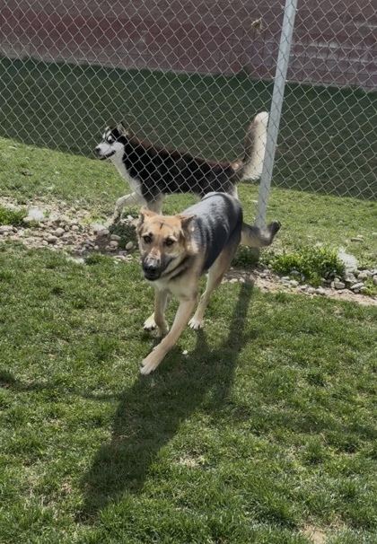 Cara, an adoptable German Shepherd Dog, Mixed Breed in Caldwell, ID, 83607 | Photo Image 3