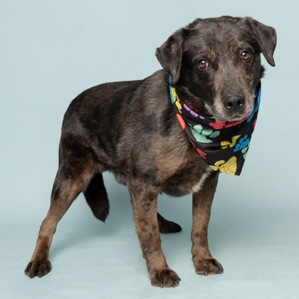 Fred, an adoptable Labrador Retriever, Catahoula Leopard Dog in Caldwell, ID, 83607 | Photo Image 1