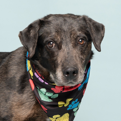 Fred, an adoptable Labrador Retriever, Catahoula Leopard Dog in Caldwell, ID, 83607 | Photo Image 2