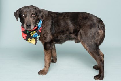 Fred, an adoptable Labrador Retriever, Catahoula Leopard Dog in Caldwell, ID, 83607 | Photo Image 3