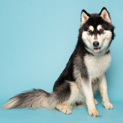 Kiko, an adoptable Siberian Husky, Mixed Breed in Caldwell, ID, 83607 | Photo Image 1