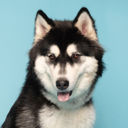 Kiko, an adoptable Siberian Husky, Mixed Breed in Caldwell, ID, 83607 | Photo Image 2