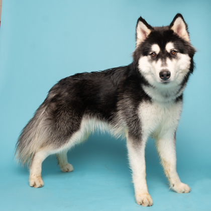 Kiko, an adoptable Siberian Husky, Mixed Breed in Caldwell, ID, 83607 | Photo Image 3