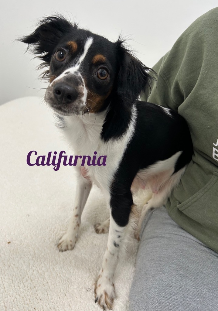 Califurrnia