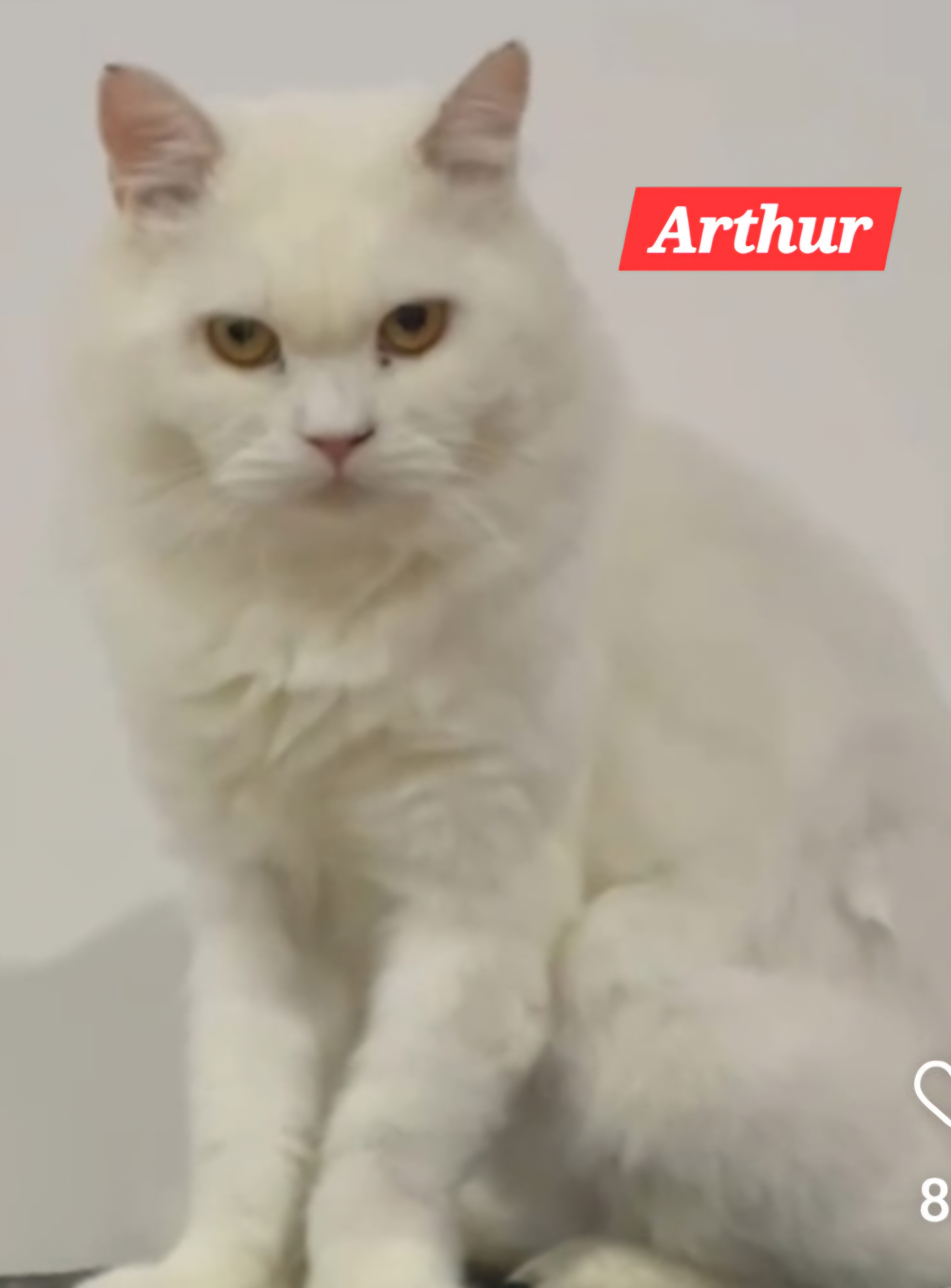 Arthur, an adoptable Persian in Snow Hill, MD, 21863 | Photo Image 1