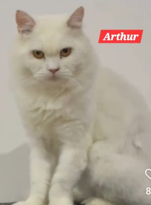 Arthur, Young Male Persian
