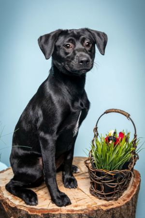 All of our dogs are spayedneutered shots current DHPP Bordetella and Rabies where applicable d