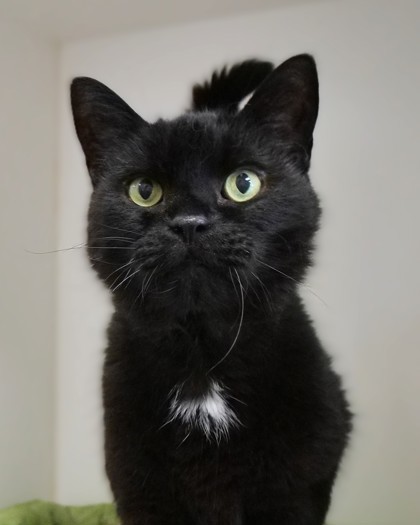 Merlin (in foster)