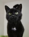 Merlin (in foster) photo 1