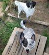 Teddy & Lisa BONDED PAIR photo 1