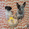 Teddy & Lisa BONDED PAIR photo 3