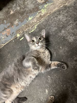 Skye, Young Female unknown