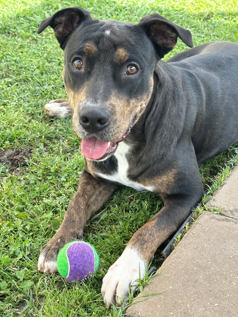 Bubba