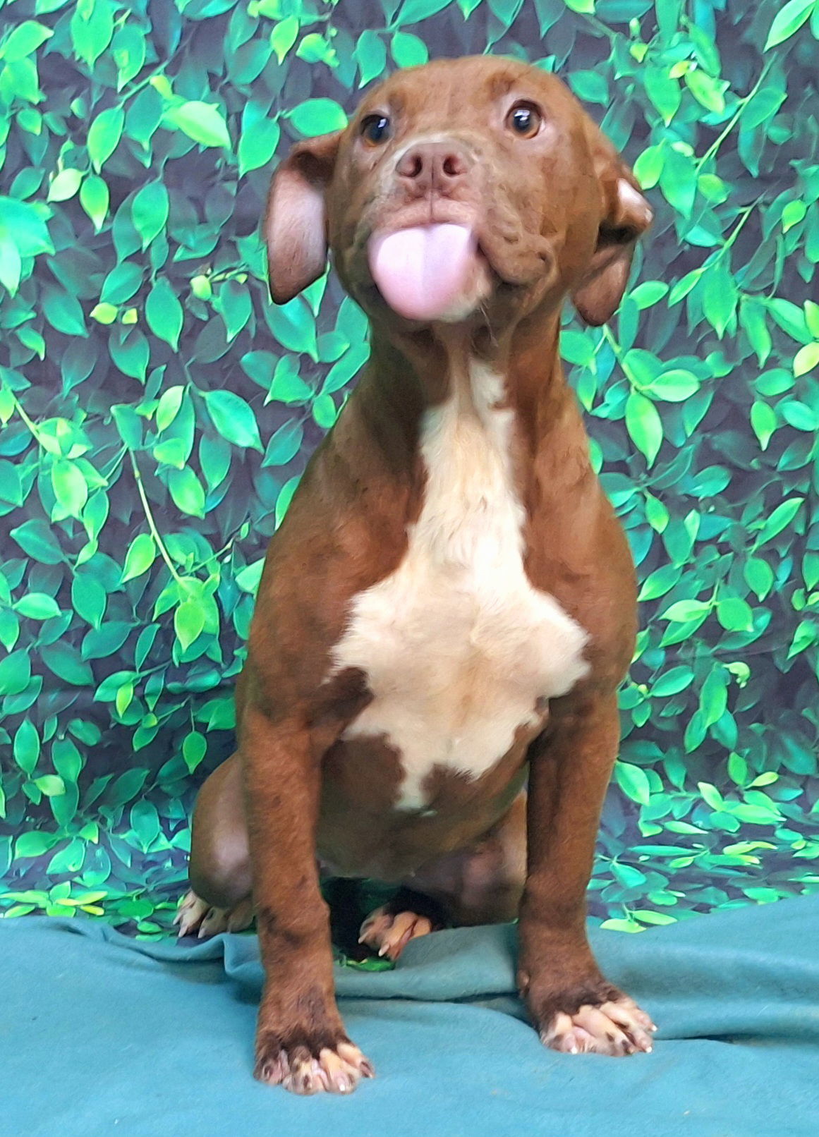 250249 Macy