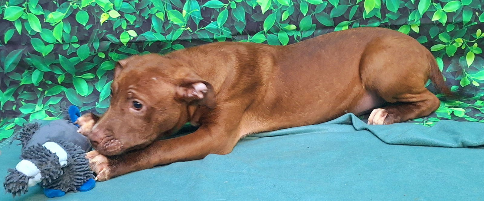 250249 Macy