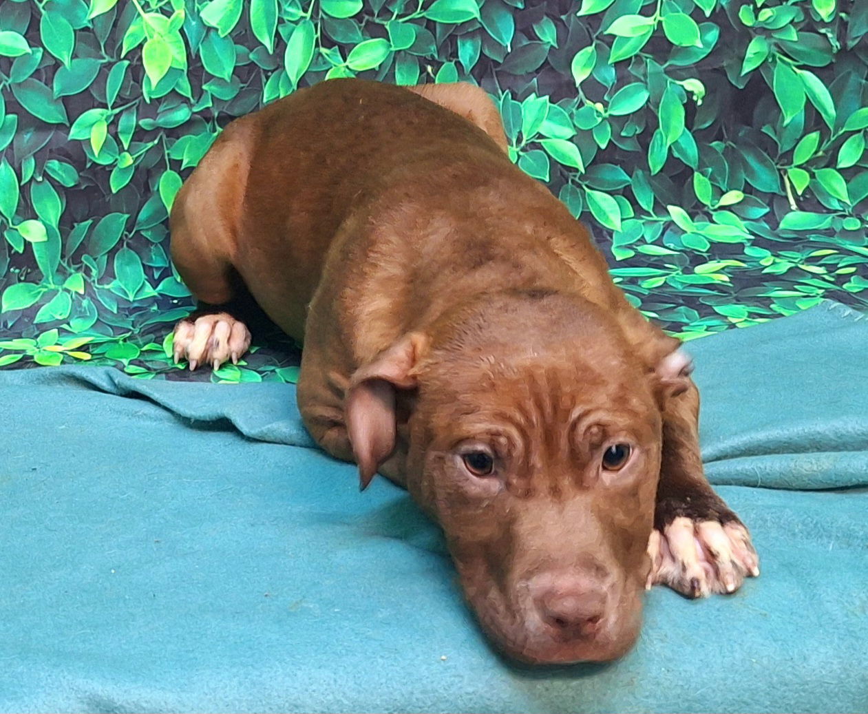 250249 Macy