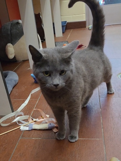 Purrsnickety