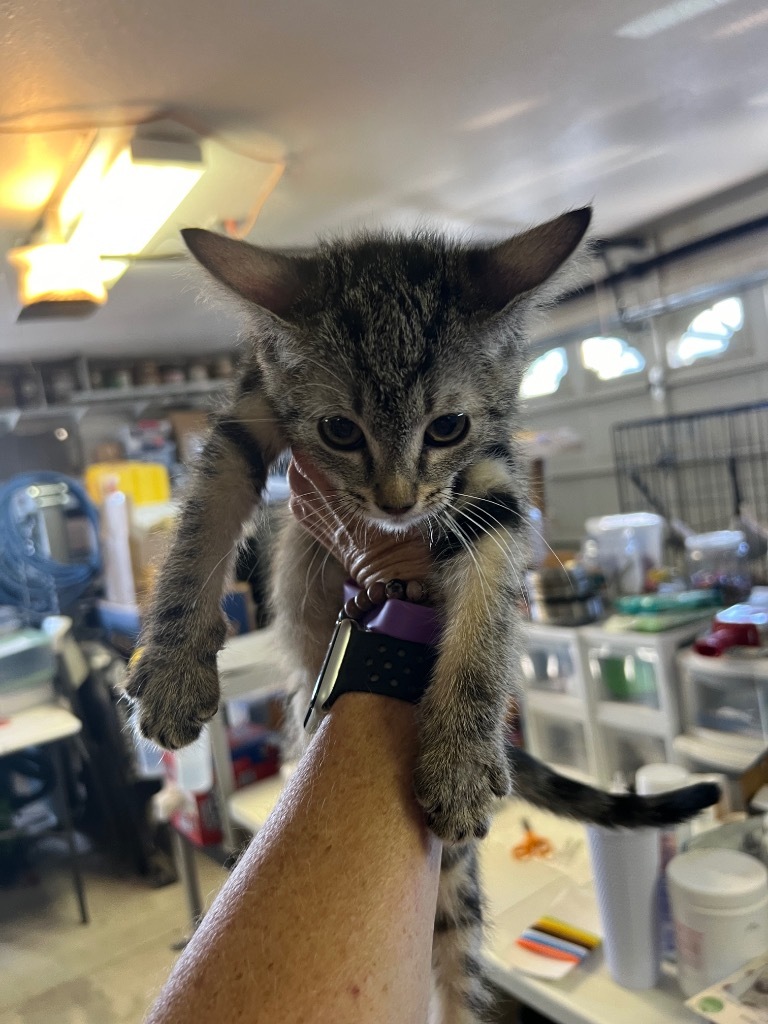 Io, an adoptable Domestic Short Hair in Kingman, AZ, 86401 | Photo Image 2
