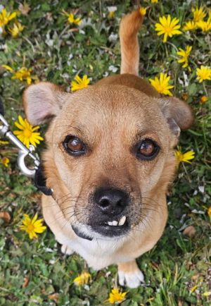 If you love a dog with a snaggletooth meet Grin Grin is looking for an adopter that is ready to