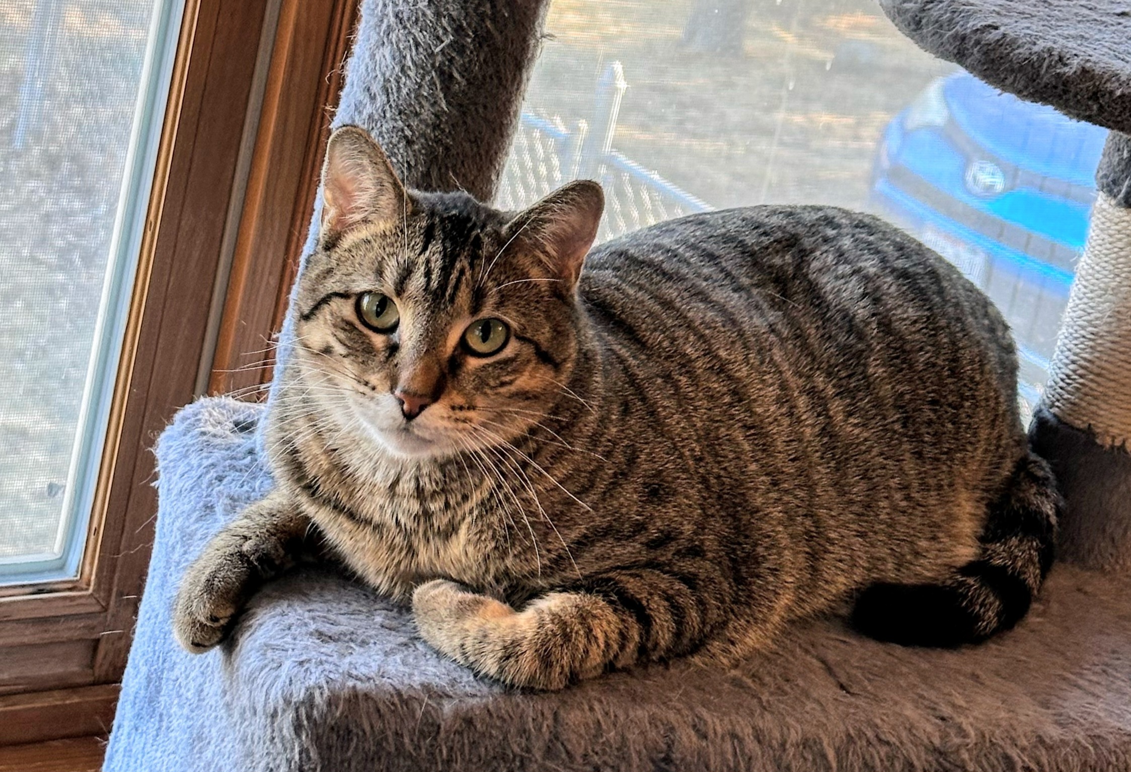 Pepper