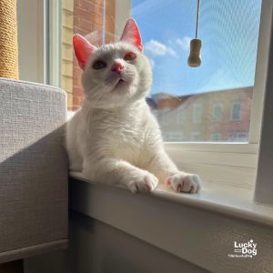 Kevin Durant, Adult Male Domestic Short Hair