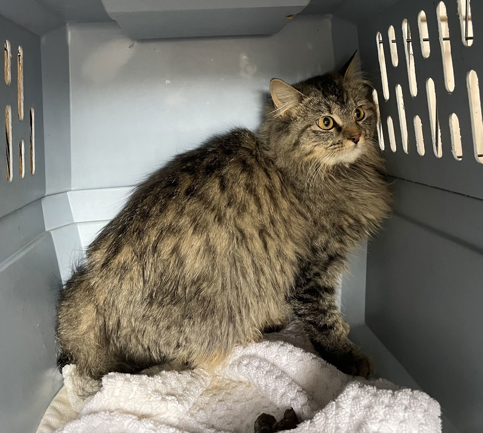 Lynzie, an adoptable Tabby, Domestic Medium Hair in Oxford, MS, 38655 | Photo Image 1