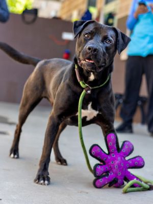 Brodetto is our excitable tank of joy-full of wiggles zoomies and an undying devotion to his favor