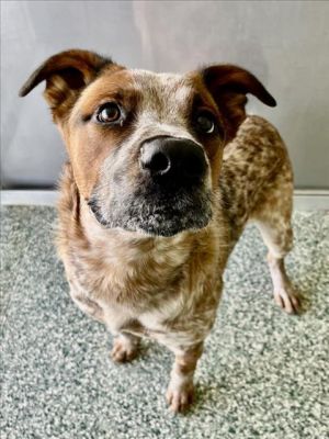 OTIS