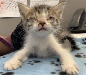 LATTE, Young Female Domestic Short Hair