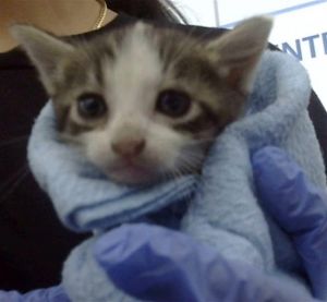 CENIZO, Young Male Domestic Short Hair